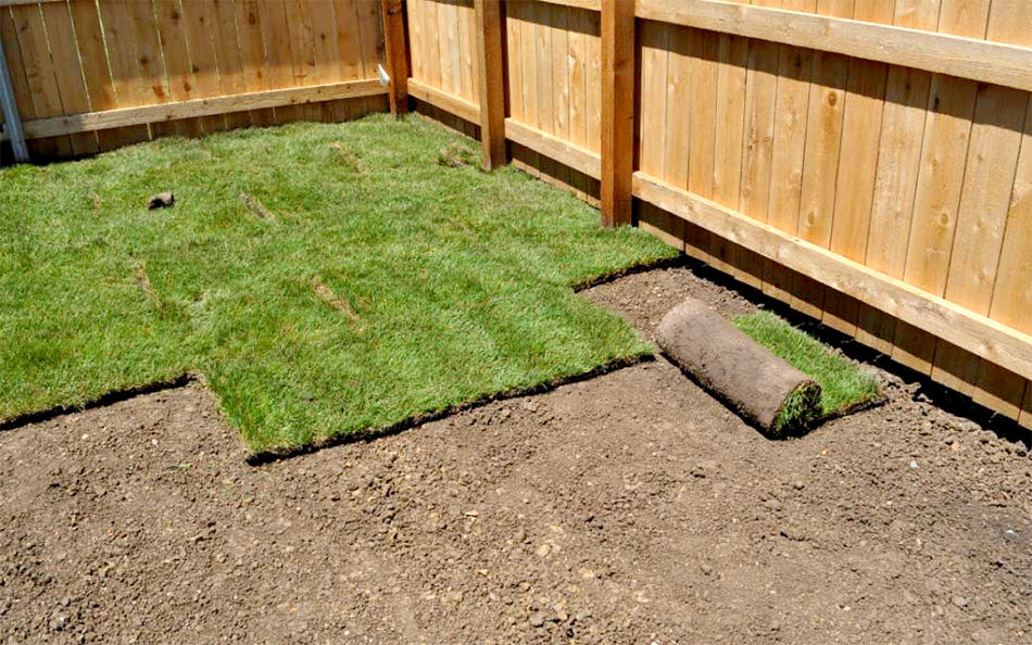 Professional landscaper installing fresh green sod in a residential backyard